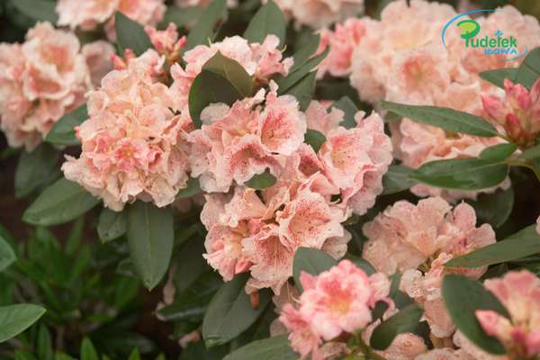 Rhododendron Double Dots